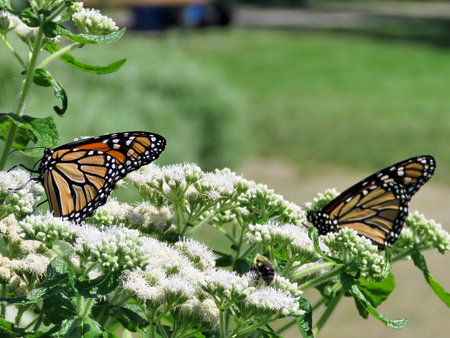 Monarch butterflies on a white flower in garden on bank of the Lake Ontario in Toronto, Canada,...