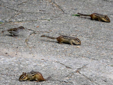 Sparrow and chipmunks in High Park of Torontoの写真素材