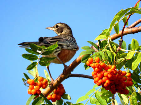 American Robin on a rowanberry tree in forest of Thornhill, Canada, August 26, 2017の写真素材