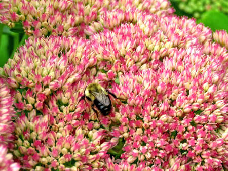 Bbee on a flowe in Thornhill, Canada, September 3, 2017の写真素材