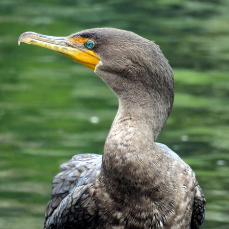 The cormorant on the Lake Ontario in Humber Bay Park of Toronto, Canada, August 30, 2017