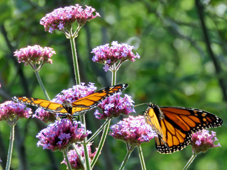 Two Monarch butterflies on a flower in garden on bank of the Lake Ontario in Toronto, Canada,...