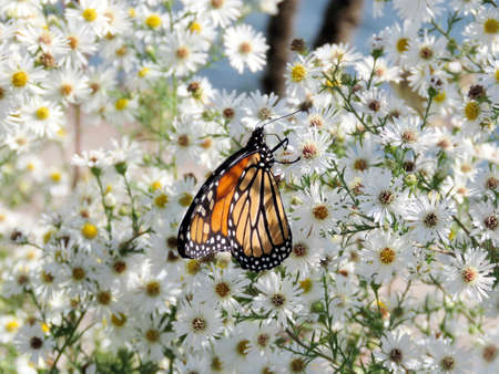 The Monarch butterfly on a white flower on shore of the Lake Ontario in Toronto, Canada, September 21, 2017の写真素材