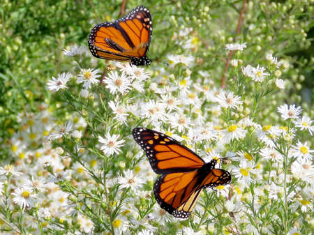 Two Monarch butterflies on white flowersr on shore of the Lake Ontario in Toronto, Canada, September 21, 2017の写真素材