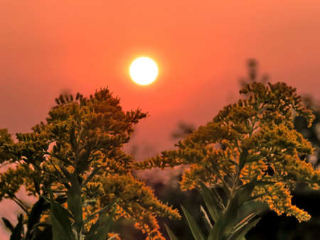 Red sunset in forest of Thornhill, Canada, September 15, 2017の写真素材
