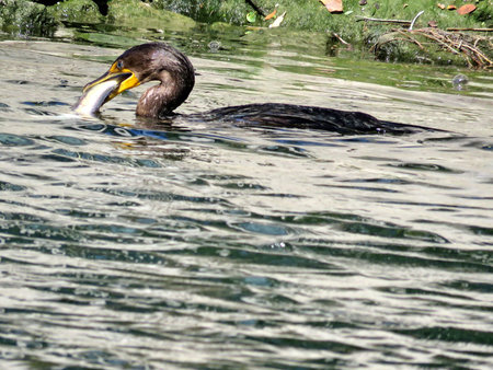 Cormorant with its catch on the Lake Ontario in Humber Bay Park of Toronto, Canada, October 17, 2017