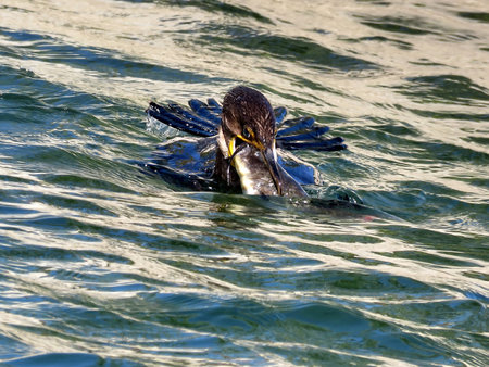 The cormorant is catching fish on the Lake Ontario in Humber Bay Park of Toronto, Canada, October 17, 2017の写真素材