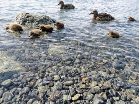 Duck family in Jokulsarlon Glacier Lagoon in Iceland, July 7, 2017のeditorial素材