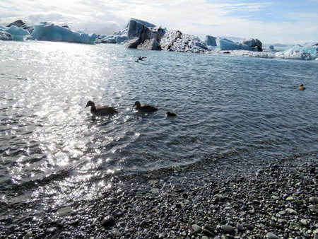 Ducks in Jokulsarlon Glacier Lagoon in Iceland, July 7, 2017のeditorial素材