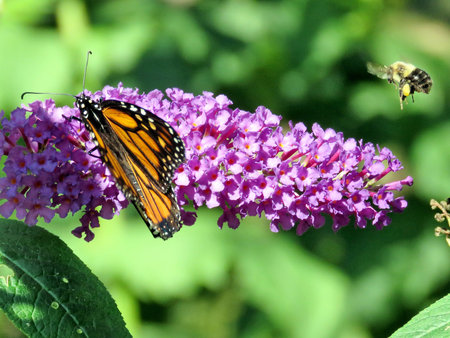 Flying bee and Monarch Butterfly on a buddleja flower in High Park of Toronto, Canada, September 21,...