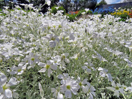 The white flowers in gardenの写真素材