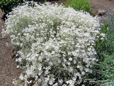 White flowers in gardenの写真素材