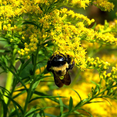 The bumblebee on Goldenrod flowers in forest of Thorn-hill, Canadaの写真素材