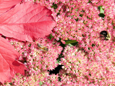 The bees on a Sedum flower in Thornhill, Canada, September 10, 2017