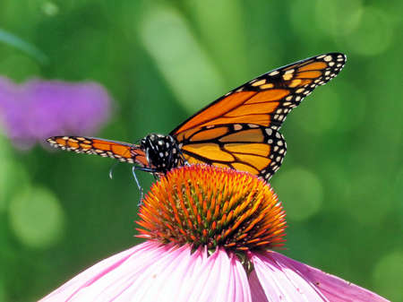 Monarch butterfly on purple coneflower on shore of the Lake Ontario in Toronto, Canada, August 8, 2017 の写真素材