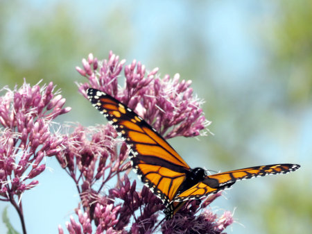 Monarch butterfly on the Eupatorium cannabinum flower on shore of the Lake Ontario in Toronto,...
