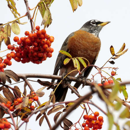 The American Robin on a rowanberry tree in forest of Thornhill, Canada, November 3, 2017の写真素材