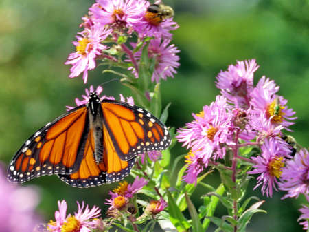 The Monarch butterfly on purple wild aster in High Park of Toronto, Canada, October 10, 2017の写真素材
