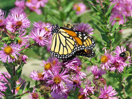 Monarch butterfly and bee on the purple wild aster in High Park of Toronto, Canada, October 10, 2017のeditorial素材