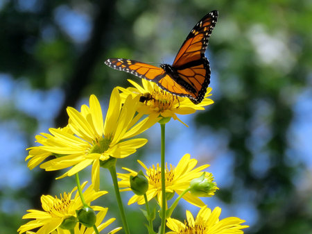 Monarch butterfly on the Yellow Ragwort flowers in High Park of Toronto, Canada, August 30, 2017の写真素材