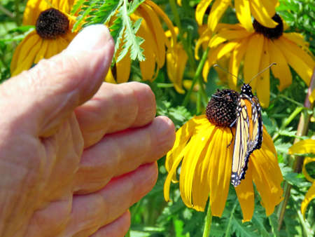Monarch butterfly near the palm on black eyed susan flower in High Park of Toronto, Canada, August 30, 2017のeditorial素材