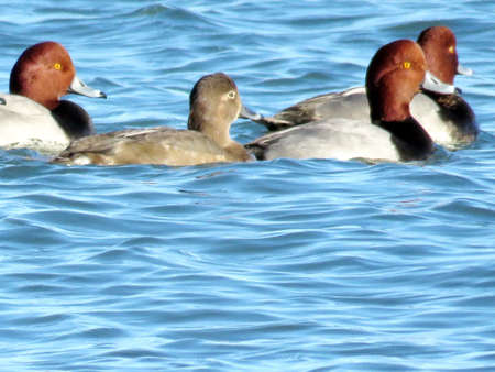 The Redhead ducks (Aythya americana) on the Lake Ontario in Toronto, Canada, November 28, 2017の写真素材
