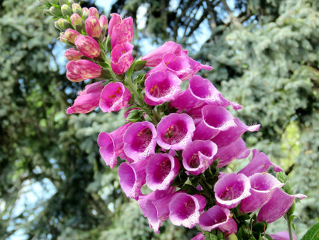 Foxglove flowers in High Park of Toronto, Canada, May 19, 2016