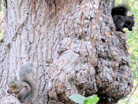 Two squirrels on a tree in High Park of Toronto, Canada, September 20, 2016のeditorial素材