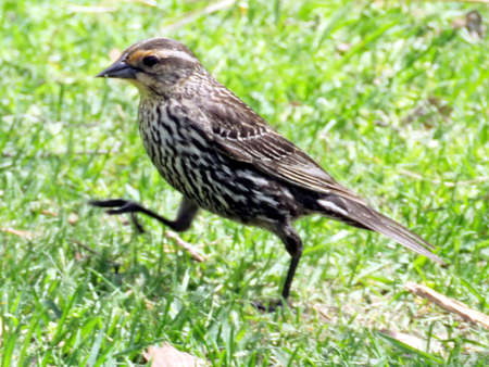 Female Red-winged Blackbird walking in High Park of Toronto, Canada, May 19, 2016のeditorial素材