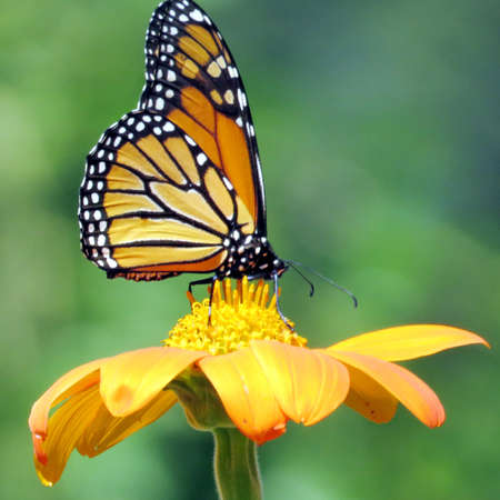 Monarch Butterfly on Mexican Sunflower in High Park of Toronto, Canada, September 20, 2016                               の写真素材