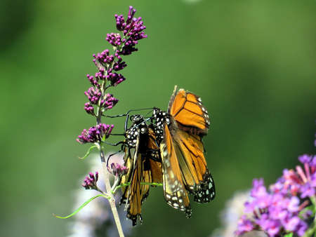 Monarch butterflies making love in garden on a shore of the Lake Ontario in Toronto, Canada, August 30, 2016の写真素材