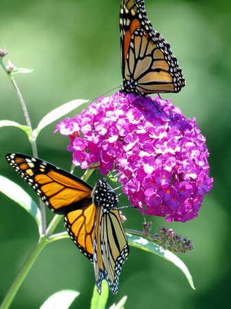 Monarch butterflies on the buddleja flower in garden on a shore of the Lake Ontario in Toronto, Canada, August 30, 2016の写真素材