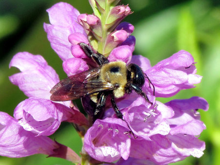 Bumblebee on Stachys pradica flower on a shore of the Lake Ontario in Toronto, Canada