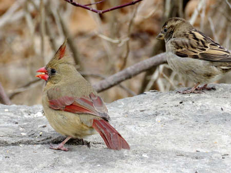 Female Northern cardinal and sparrow on a shore of the Lake Ontario in Toronto, Canada, January 25, 2018の写真素材