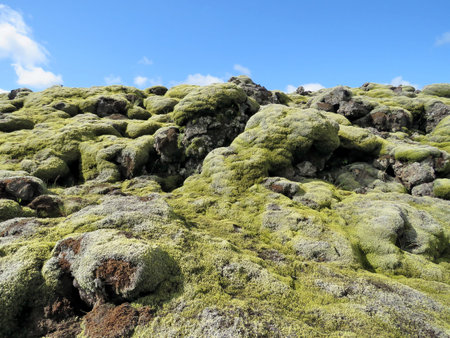 Old lava field at Eldhraun in Vatnajokull National Park in Iceland, July 7, 2017の写真素材