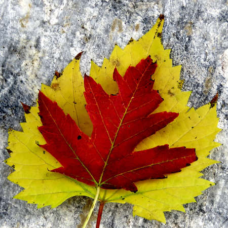 Red leaf on a yellow leaf in Thornhil, Canada, October 7, 2017のeditorial素材