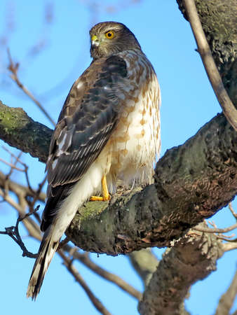 Coopers Hawk on a tree in a forest of Thornhill, Canada, Februarly 25, 2018の写真素材