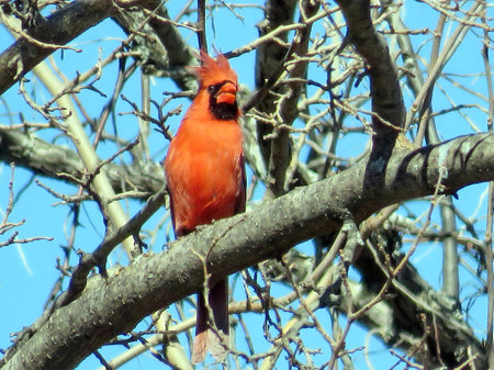 Male Northern cardinal on a tree in forest of Thornhill, Canada, March 24, 2018                     ...