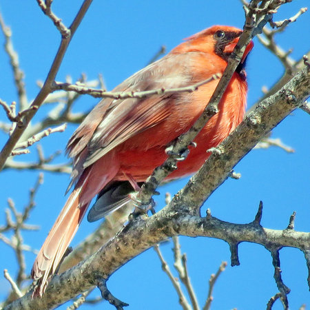 The male Northern cardinal on a tree in forest of Thornhill, Canada, March 24, 2018                                のeditorial素材