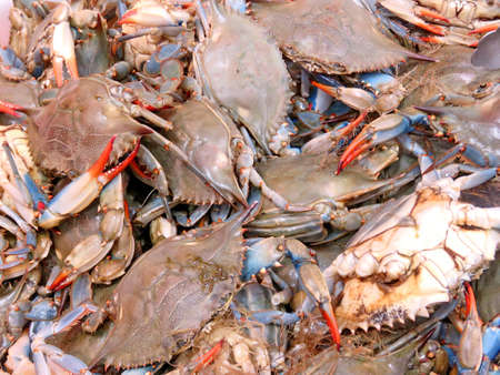Live blue crab on market in Thornhill, Canada, May 4, 2018                              の写真素材