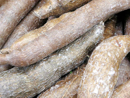 Yucca root on market in Thornhill, Canada, May 4, 2018                                の写真素材