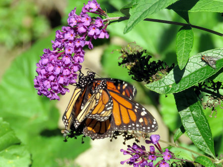 The two Monarchs on a buddleja flower in High Park of Toronto, Canada, Sep 28, 2018