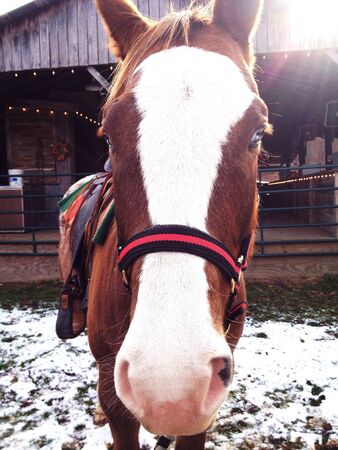 Close up of pony face in the snowの素材