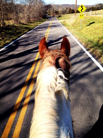 horse on the road の素材