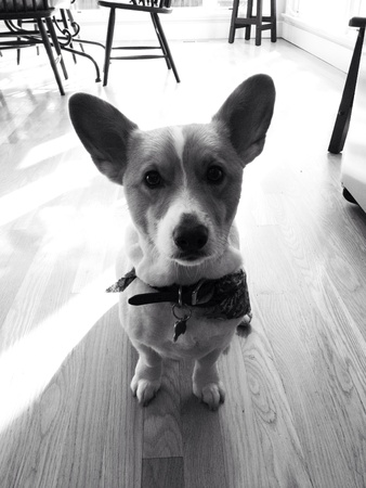 Begging puppyの素材