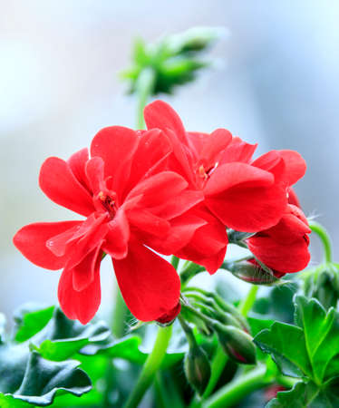 Red blooming geranium flowerの写真素材