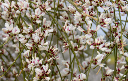 White small flowersの写真素材