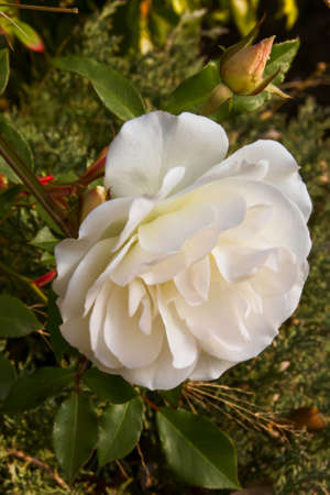 White blooming rose with a budの写真素材