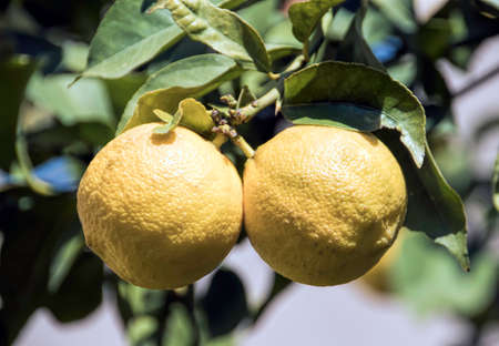 Yellow lemons on a background of green foliageの写真素材
