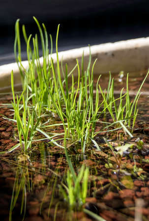 Green grass with dew reflected in waterの写真素材